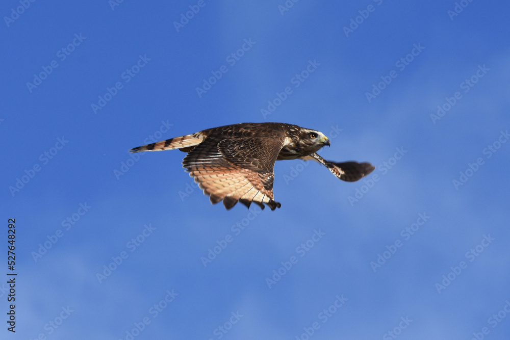 Obraz premium harrier