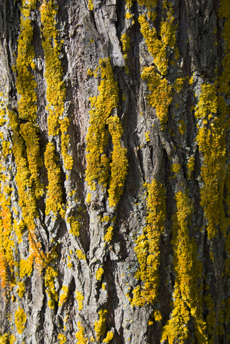 Close up view of tree bark texture with moss