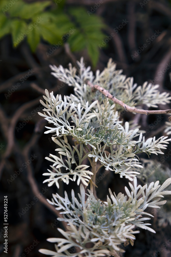 Silver green Wormwood leaves in the forest. Artemisia absinthium ( absinthe, absinthium, absinthe wormwood ) plant.