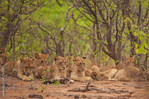Resting young lions (Panthera leo) 15084