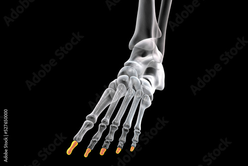 Distal phalanges of the foot, 3D illustration