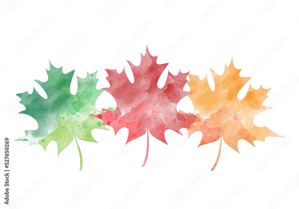 Fototapeta premium maple leaves isolated on white