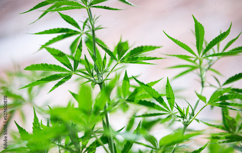 Fototapeta premium marijuana plant cannabis leaf