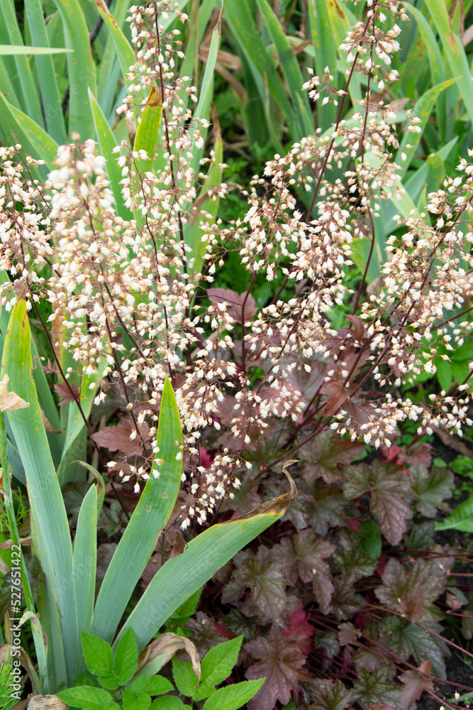 Obraz premium White flowers and dark leaves of a geyhera plant near iris leaves in a summer garden.