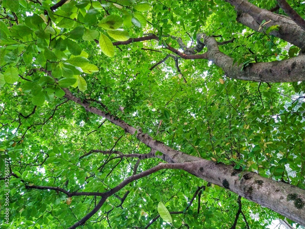 Fototapeta premium Tall Summer Green Leaves and Bark on Branches