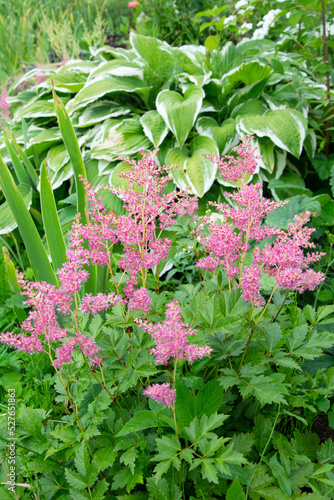 Variegated hosta leaves and pink astilba in the garden on a summer day.