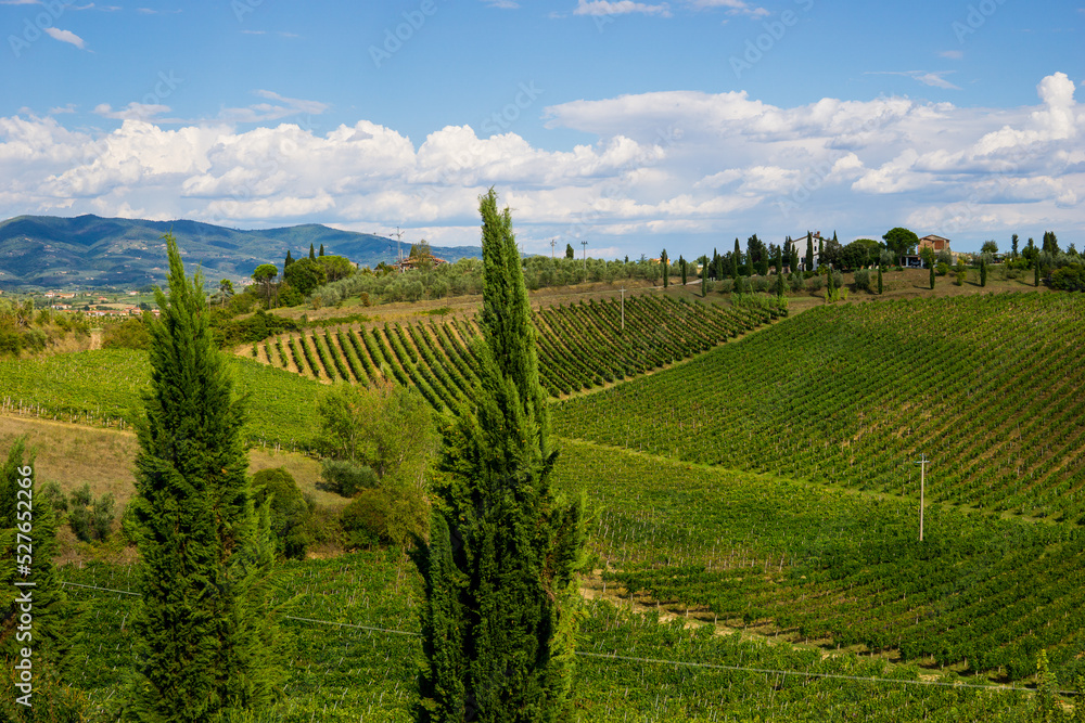 Florence,Tuscany, Italy August 2022: Beautiful vineyards in the Tuscan countryside