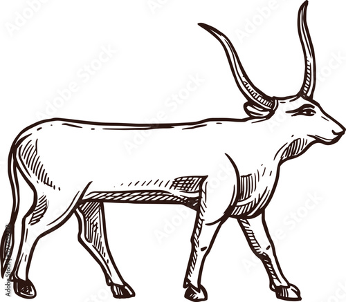 Apis bull sketch, Ancient Egypt deity and animal god, vector mythology icon. Ancient Egypt sacred deity animal Apis bull or ox, Egyptology and pharaoh deity in hand drawn sketch