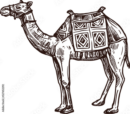 Camel sketch, Egypt travel and culture animal symbol, vector icon. Camel dromedary with saddle harness, Ancient Egypt pharaoh sacred animal of Arabian desert, hand drawn sketch