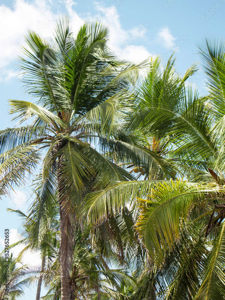 brasilian palm trees