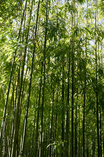 beautiful pictures of bamboo plants