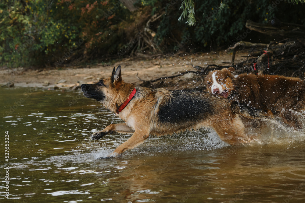 Two dogs having fun in park by water. Lifestyle concept Happy dog emotions. German Shepherd runs into river and wants to swim spray flying in different directions. Aussie catches up and Bites tail.