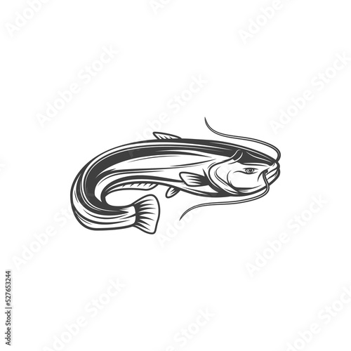 Catfish or burbot fish, freshwater and ocean fishing vector icon. Sheatfish or bubbot, mariah cod or ling, seafood menu and marine cuisine cooking fish in flat line photo