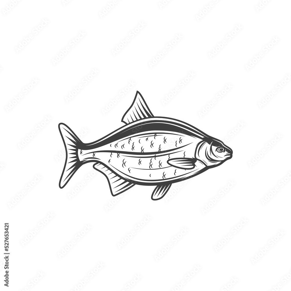 Crucian or carp, fish for fishing or food, vector line icon. Freshwater fish carp crucian or bream from river or lake, cuisine cooking food or restaurant menu and fishery market catch