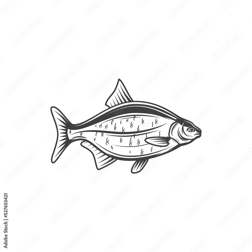Crucian or carp, fish for fishing or food, vector line icon. Freshwater fish carp crucian or bream from river or lake, cuisine cooking food or restaurant menu and fishery market catch Crucian or carp, fish for fishing or food, vector line icon. Freshwater fish carp crucian or bream from river or lake, cuisine cooking food or restaurant menu and fishery market catch