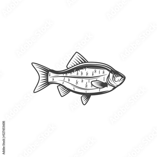 Bream fish, fishing or food vector icon of freshwater or marine fishes. Bream fish or carp crucian from lake or river for cuisine cooking food or restaurant menu and fishery market catch