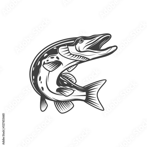 Pike fish or freshwater pickerel and walleye, vector isolated icon. Freshwater and marine fish, food and fishing pike or pickerel walleye, fishery market catch