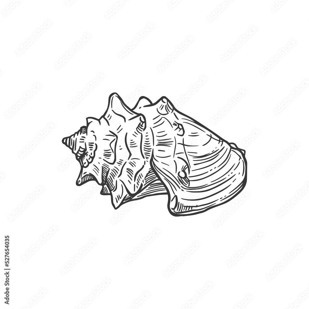 Sketch sea shell, crown or knobbed whelk conch, vector engraved seashell mollusk, marine clam or shellfish, underwater hand drawn creature design element isolated on white background
