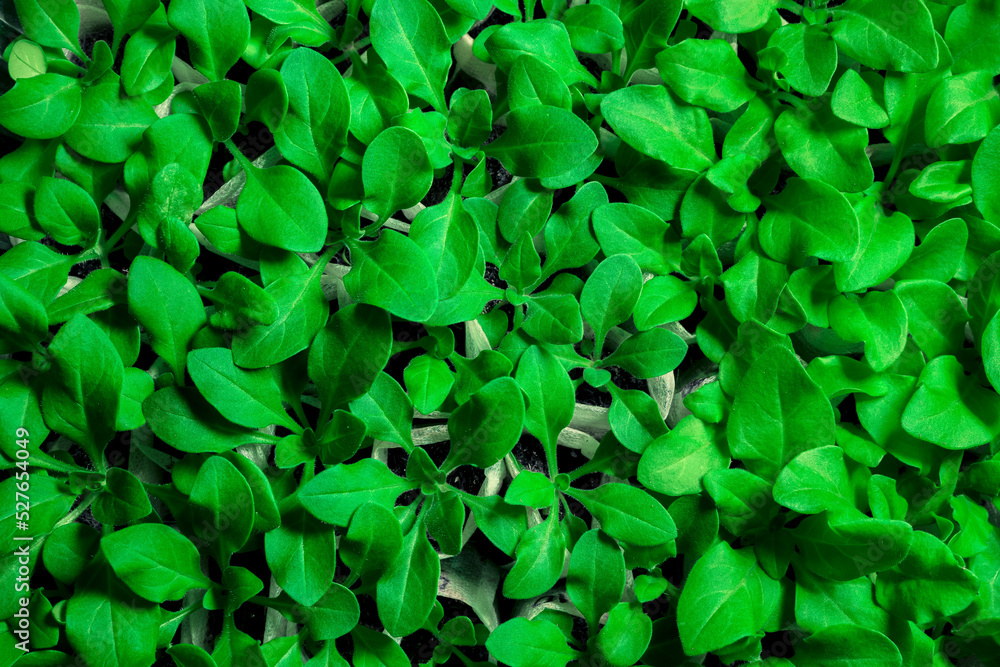 Young green petunia seedlings in special woven bags. Preparing for transplanting flower seedlings. Plant background Young green petunia seedlings in special woven bags. Preparing for transplanting flower seedlings. Plant background