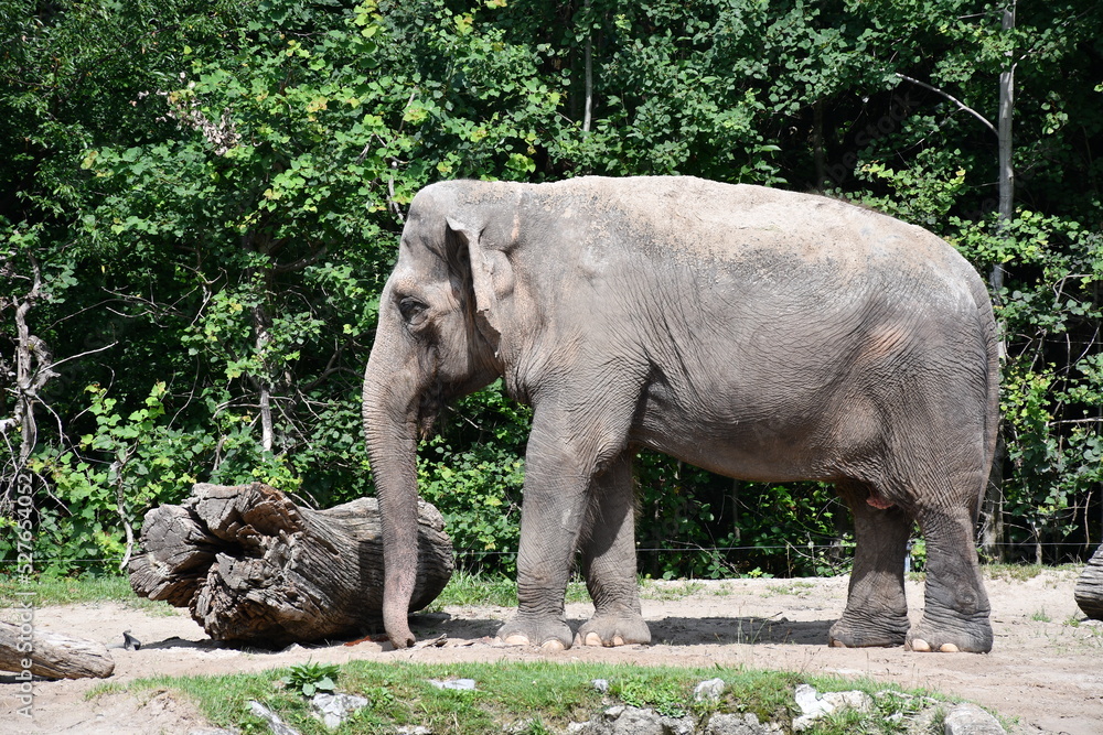 Fototapeta premium elephant in zoo