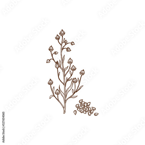 Proso broomcorn common hog Kashfi millet plant and grains isolated monochrom icon. Vector ripe buckwheat seeds on field plant. Cereal crop, organic food, gluten free product, porridge ingredient