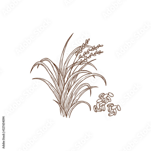 Rice plant oryza sativa common asian plant isolated monochrome icon. Vector superfood, wild Oryza glaberrima African rice. Porridge ingredient, agriculture and farming cereal crop, organic food photo