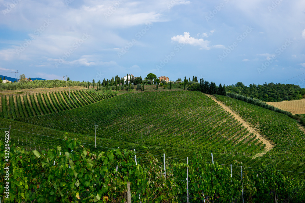beautiful scenery of Tuscan vineyards with cypress trees