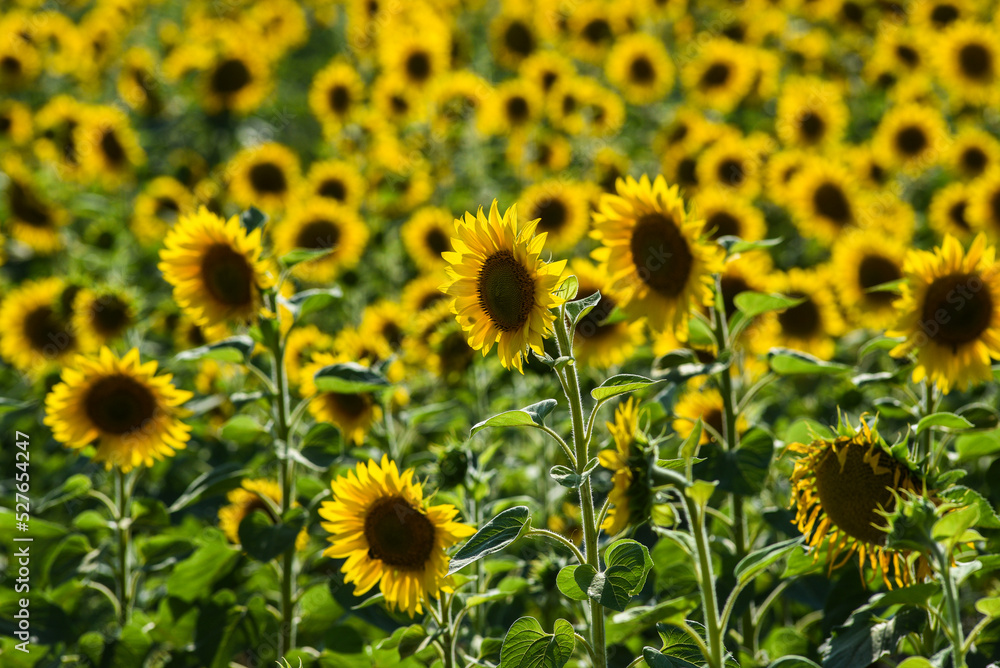 .Sunflowers growing in a field on a sunny day. A field of sunflowers. .Sunflowers growing in a field on a sunny day. A field of sunflowers.