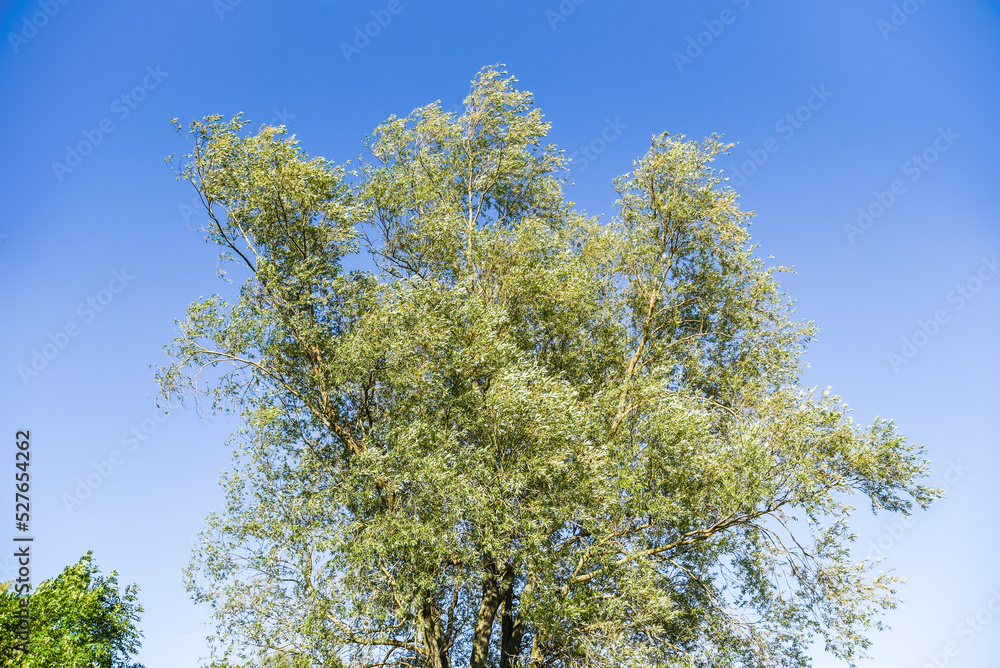 Willow tree with green leaves on a sunny day. Willow tree with green leaves on a sunny day.