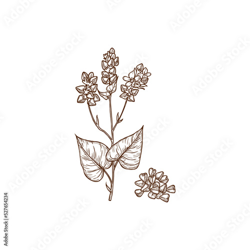 Buckwheat plant with seeds and blossom isolated monochrome icon. Vector Fagopyrum esculentum with flowers, ripe and unripe seeds. Cereal grains, superfood agriculture and cultivation, crop