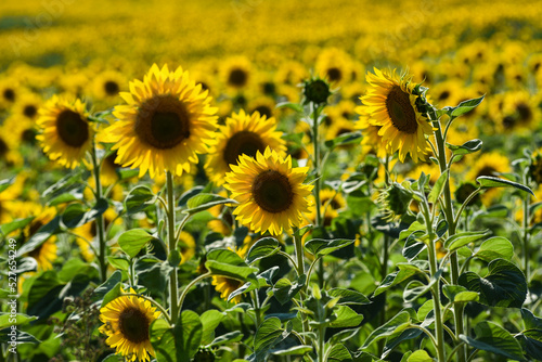 .Sunflowers growing in a field on a sunny day. A field of sunflowers.