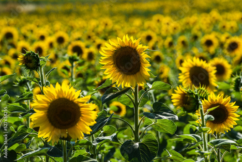 .Sunflowers growing in a field on a sunny day. A field of sunflowers.