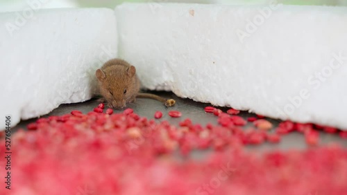 The mouse sits on the background of a mountain of poisonous poisoned wheat close-up. Bait for rodents with chemical potent substances photo