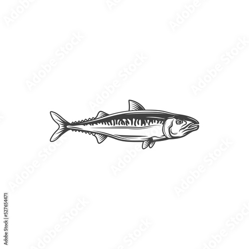 Anchovy small forage fish isolated monochrome icon. Vector Anchoa, Anchoviella, Engraulis or Thryssa fishing sport mascot. European anchovy, shoaling fish food and bait. Engraulis encrasicolus,