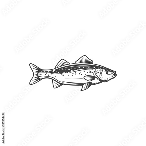 Freshwater codfish isolated scumbridae fish monochrome icon. Vector yellow perch, river lake animal. Fishing sport mascot, saltwater tunny fish hand drawn. Freshwater European, Balkhash gamefish fish