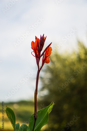 Beautiful fresh flowers on a white background
