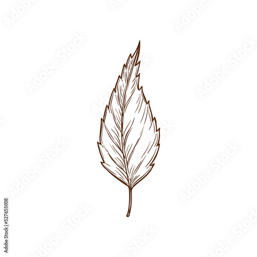 Sketch birch leaf, vector autumn foliage, fallen tree leaf of brown color with streaks and notches, hand drawn design element, natural object isolated on white background