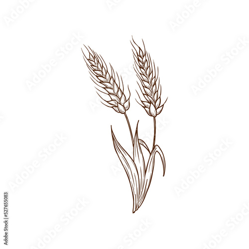 Sketch wheat ears vector plant, cereal grain stalks isolated on white background. Hand drawn design element, natural production engraved illustration