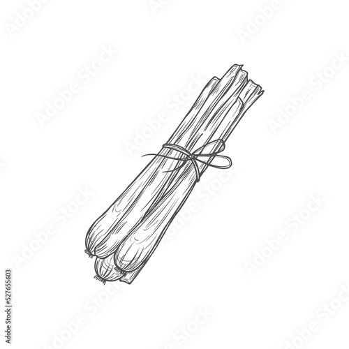 Sketch lemongrass plant, vector cymbopogon perennial greenery, condiment for cooking. Fresh herbs stems bunch tied with rope, natural organic product. Engraved plant isolated on white background