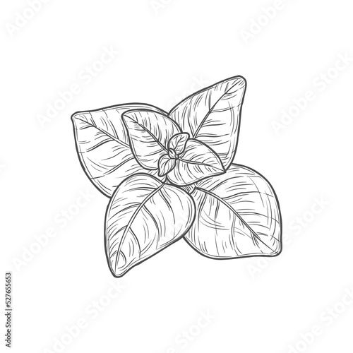 Sketch mint leaves, vector menthol or spearmint aromatic garden plant. Hand drawn melissa herb branch, cooking ingredient isolated on white background
