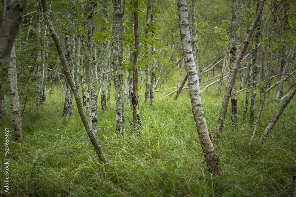 Obraz premium forest in spring