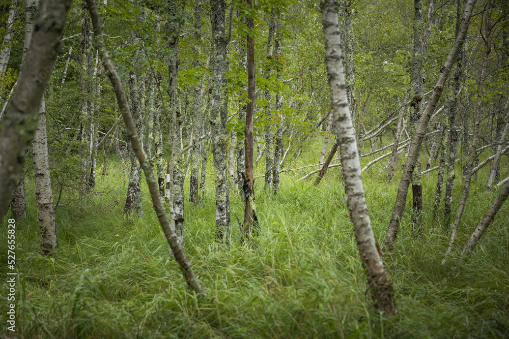 Obraz premium forest in spring