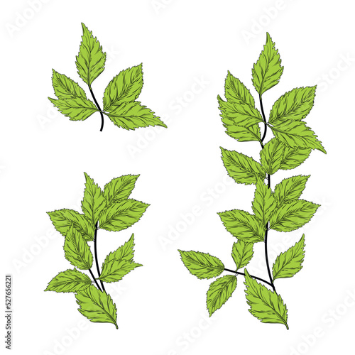 Mint branch vector stock illustration. Elements of the horizontal border. Leaves and stem. Isolated on a white background.