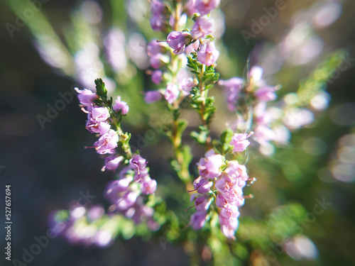 Calluna vulgaris, common heather, ling, or simply heather forest blooming plant. Purple flower macro