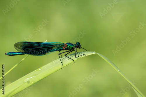 Male Banded Demoiselle on a blade of grass