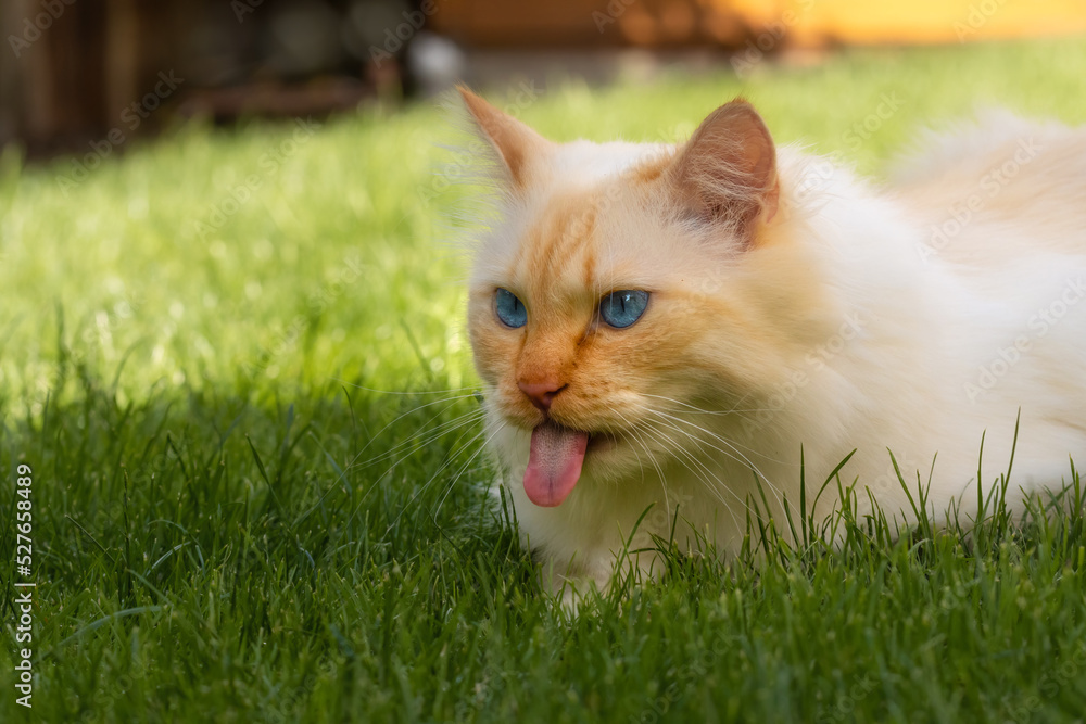 Birman cat lying on grass and showing his long pink tongue 