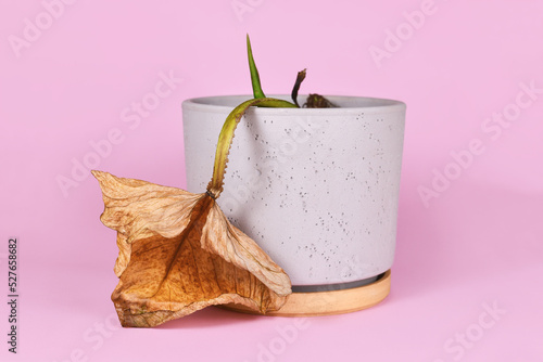 Fotografie Withered dying houseplant with hanging yellow leaf in flower pot on pink backgro