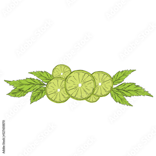 Bergamot and mint vector stock illustration. Peel and leaves of green citrus and bergamot flowers. For labels, packaging: tea with aromatic oil Spa. The bergamot fruit cut in half is highlighted on a 