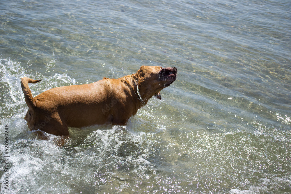 Pit bull shiba inu mix playing in the sand and swimming at dog beach