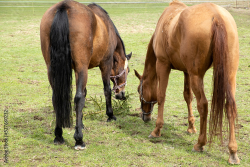 Two brown horses graze in a meadow, nibbling and a large fir branch. grass